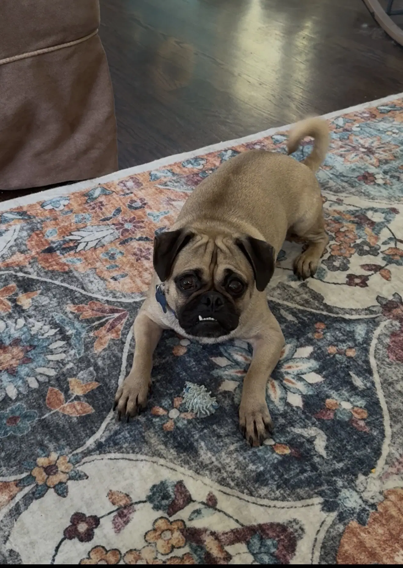 Little Bit - Pug