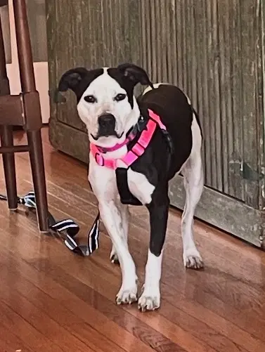 Jam - Pit Bull Terrier