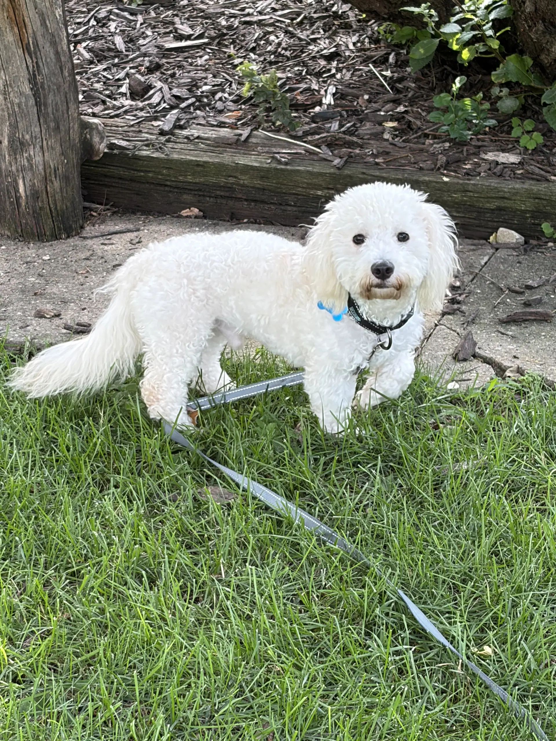 Kip - Maltese