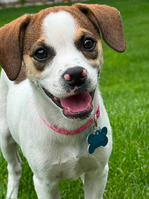 Dellie, an adoptable Terrier in Plainfield, IL