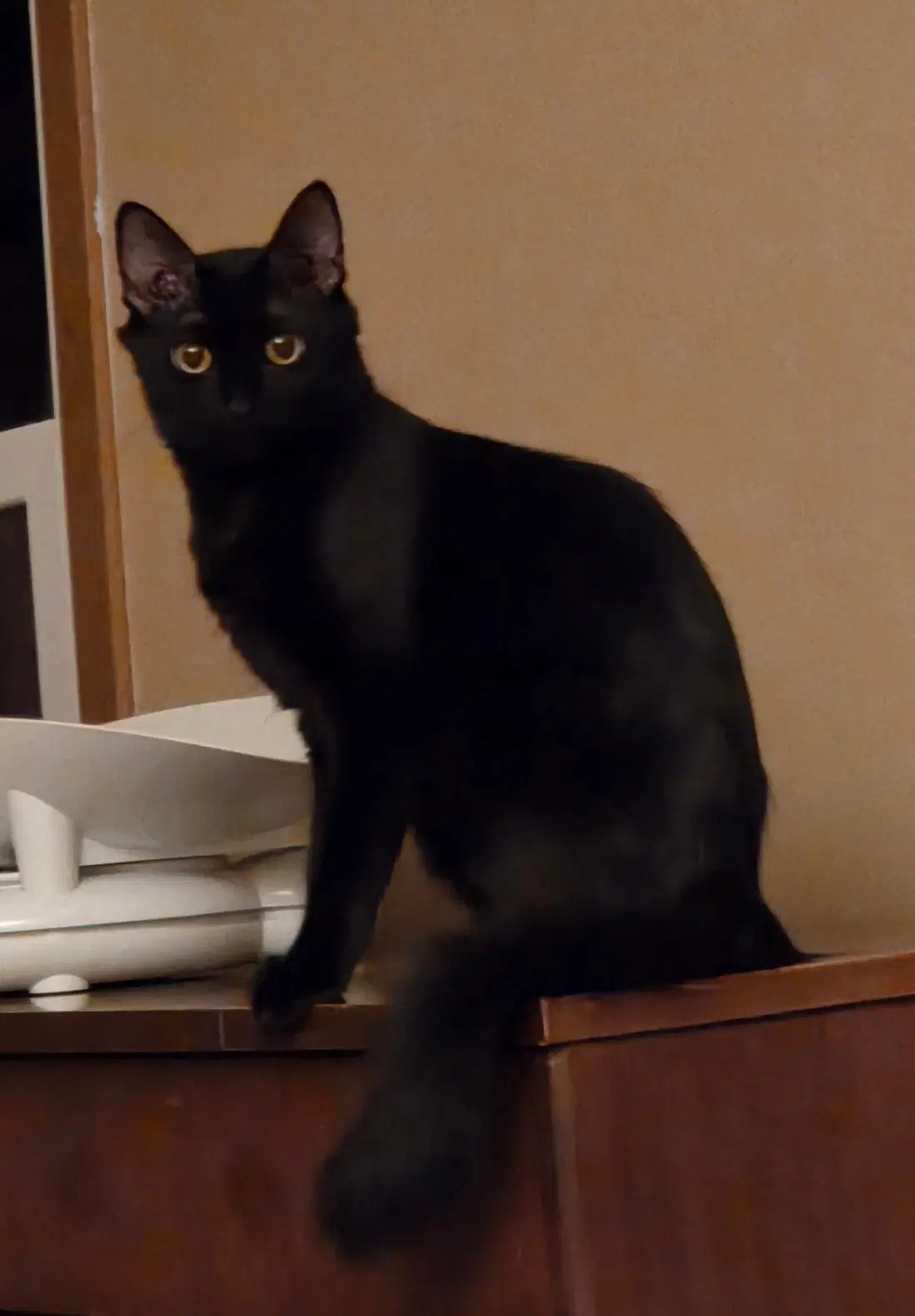 Zeppy image 2