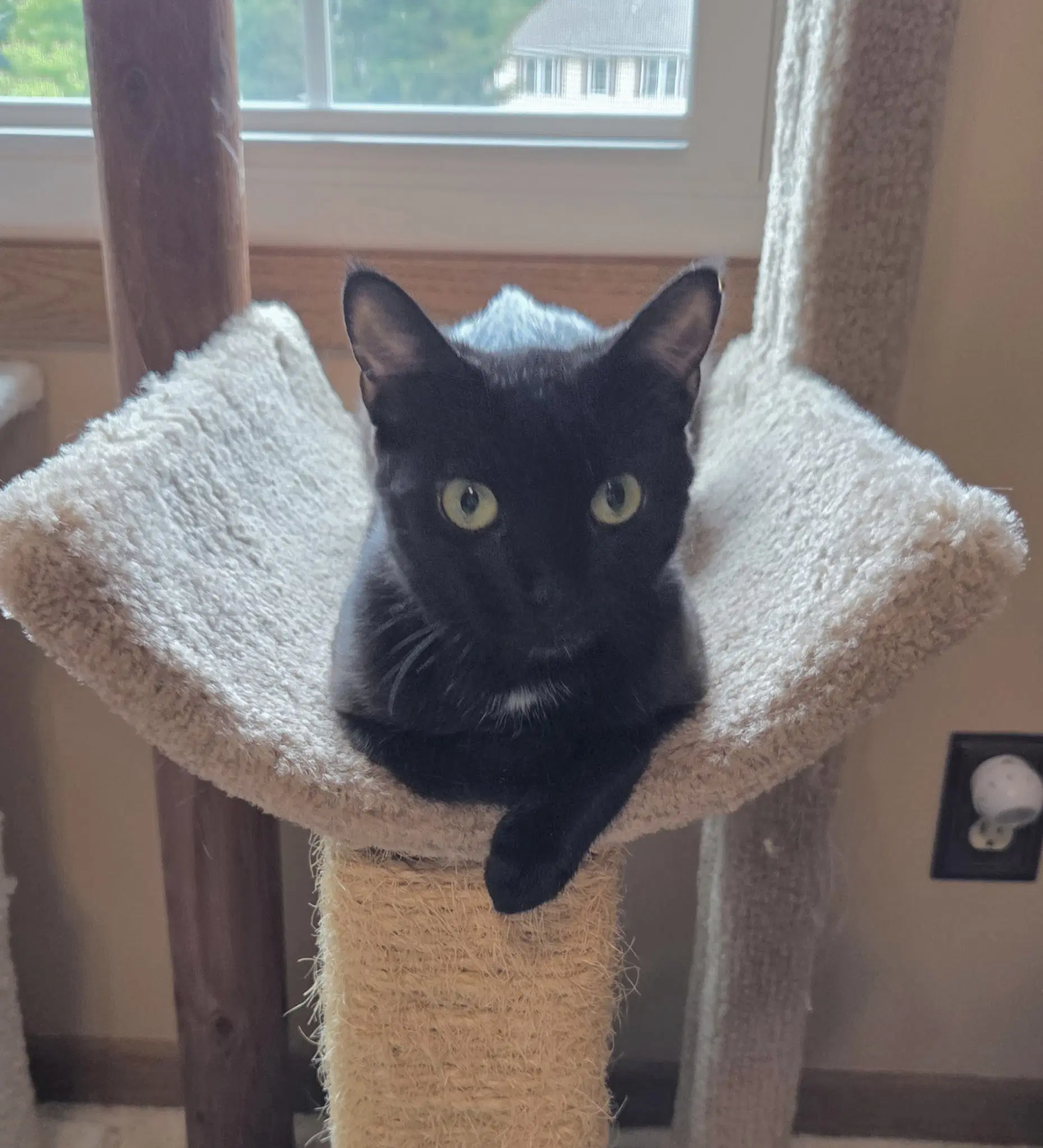 Springy - Domestic Medium Hair