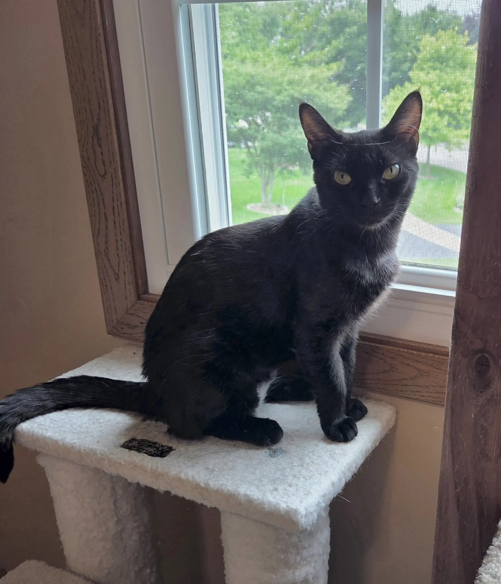 Springy image 2