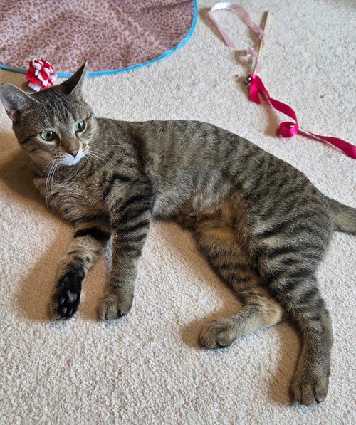 Steamy, a cat for adoption from Starfish Animal Rescue