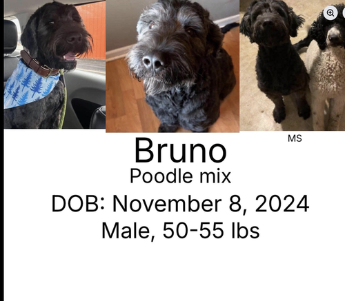 Bruno, an adoptable dog
