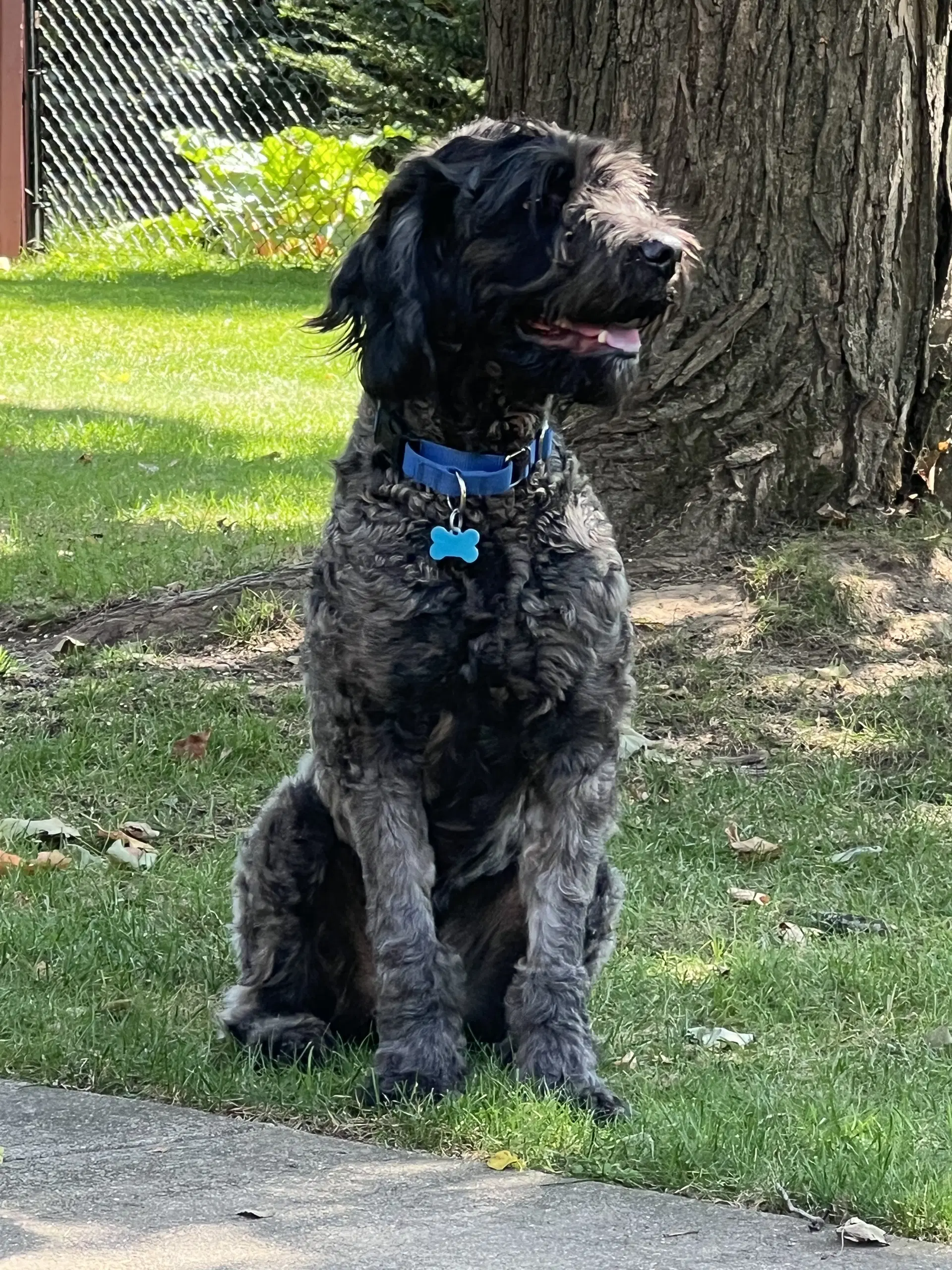 Bruno image 2