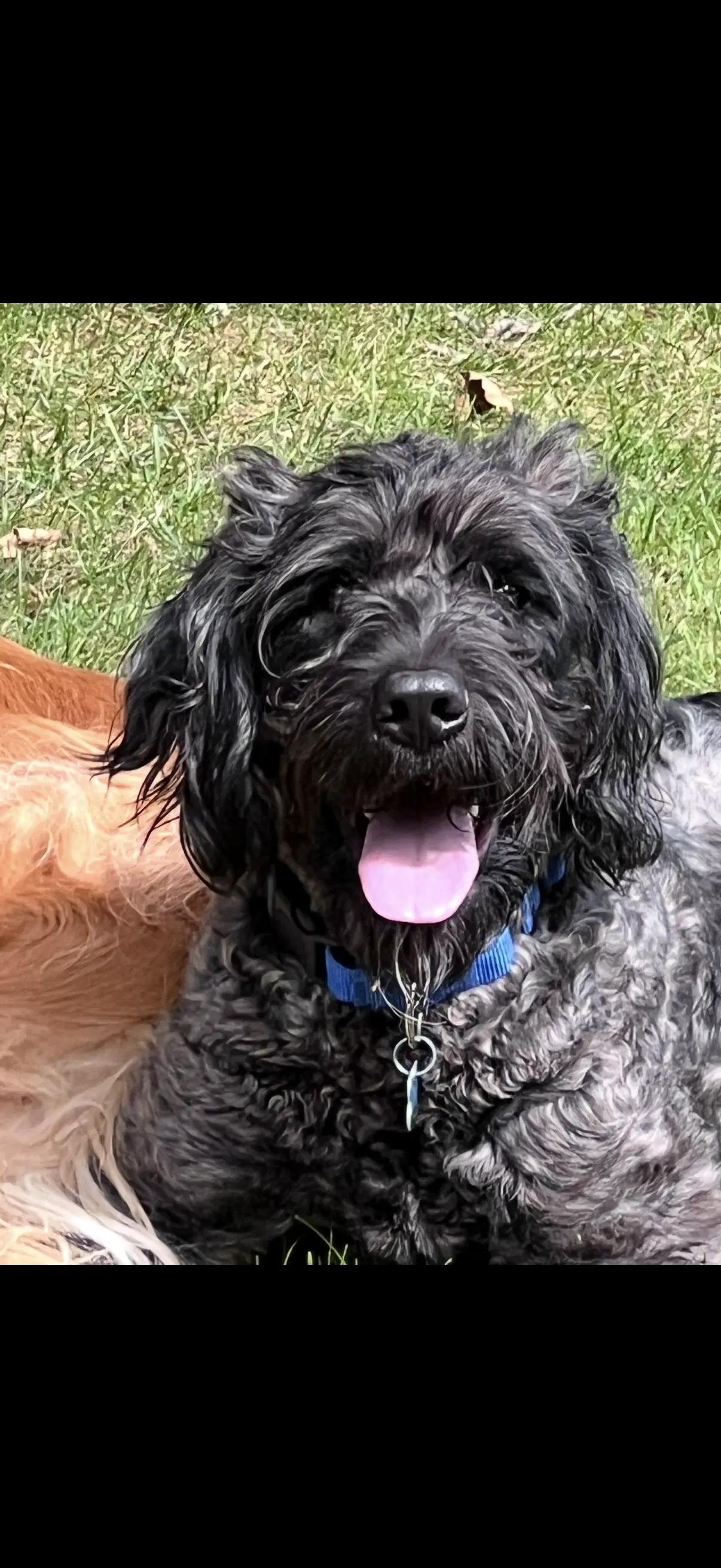 Bruno image 3