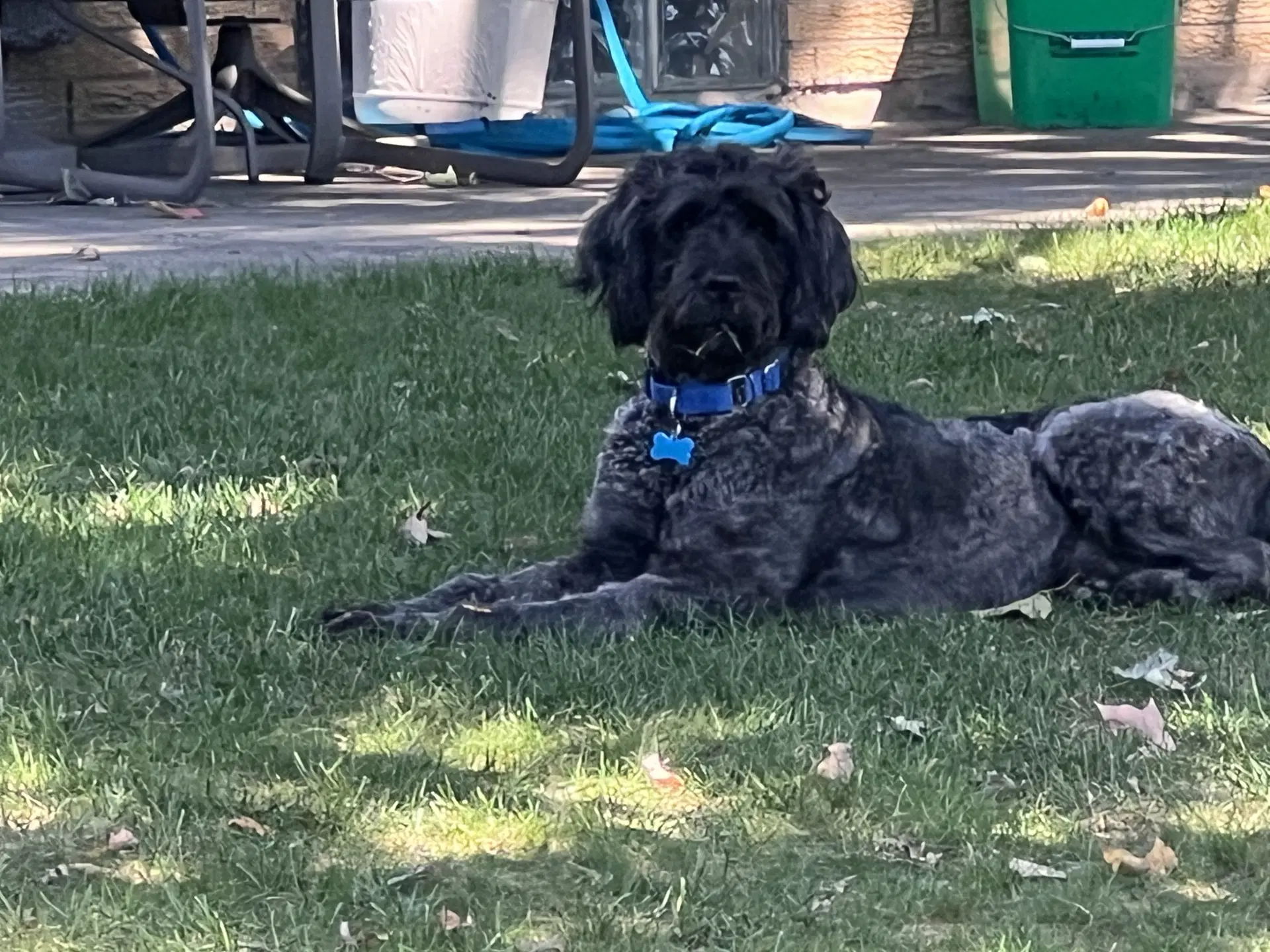 Bruno image 4
