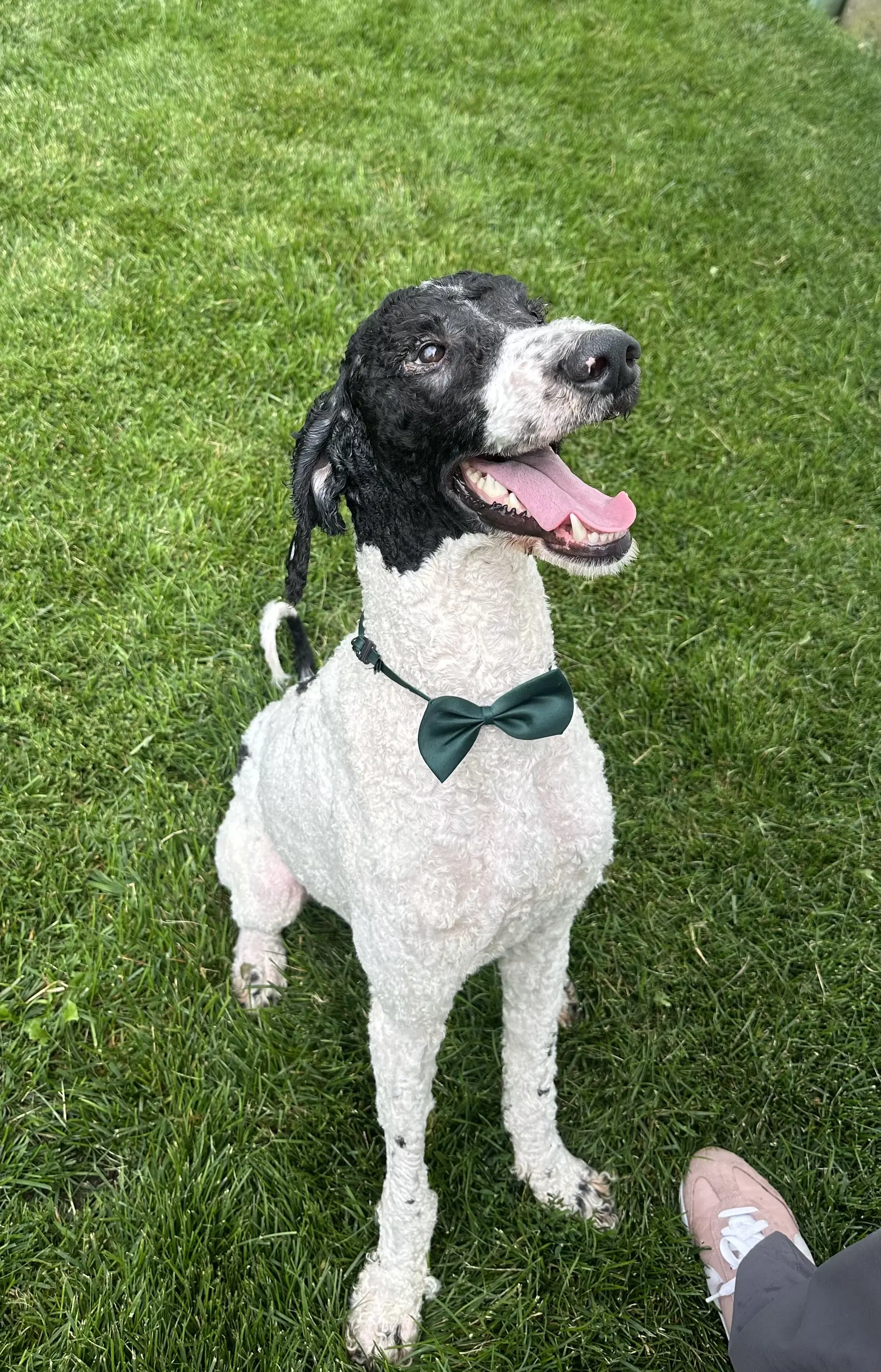 Max - Poodle (Standard)
