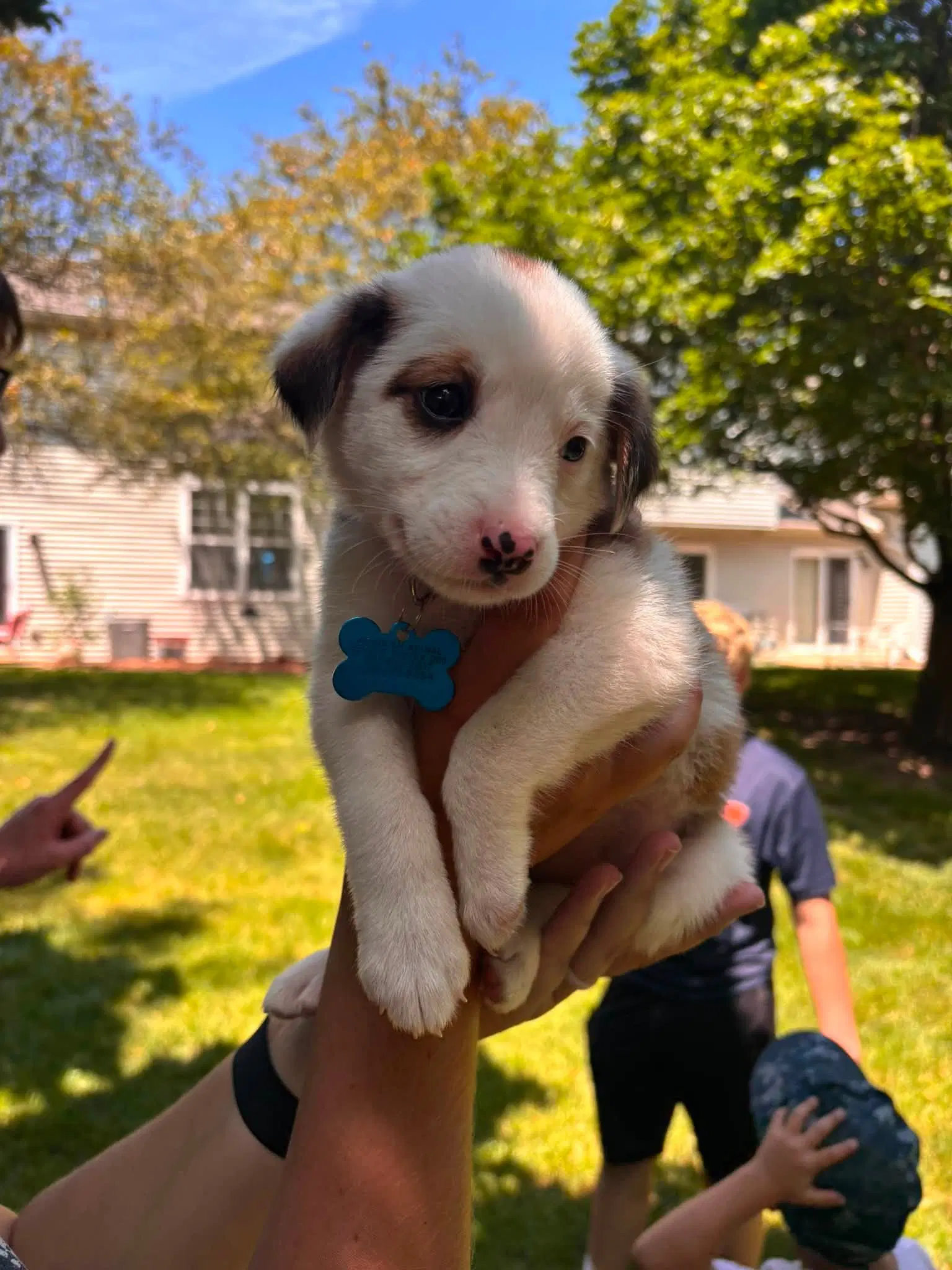 Patsy - Australian Shepherd