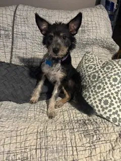 Ella - Terrier
