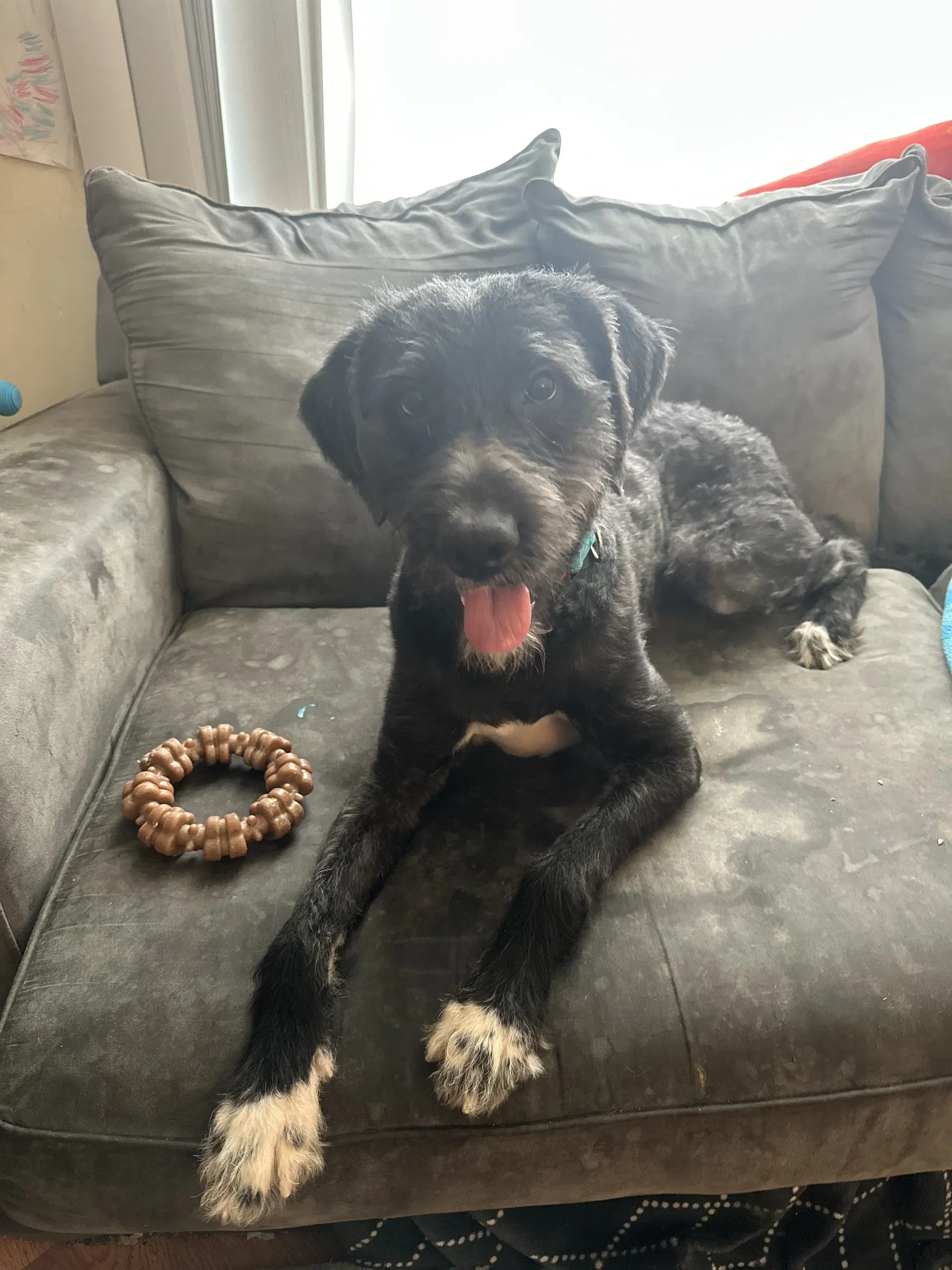 Noodle - Poodle (Standard)