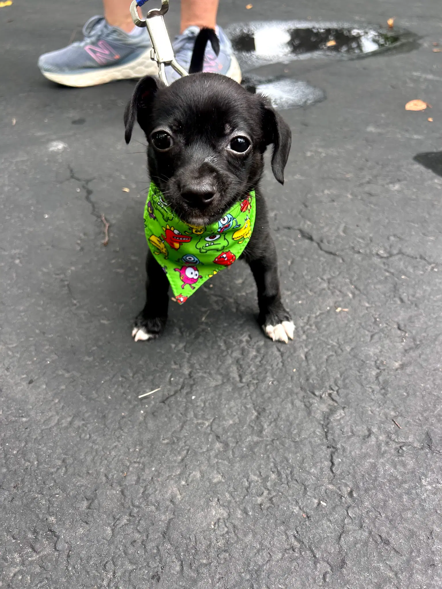 Winkie - Chihuahua