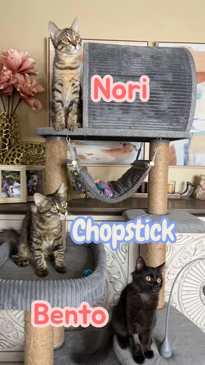 Chopstick - Domestic Long Hair