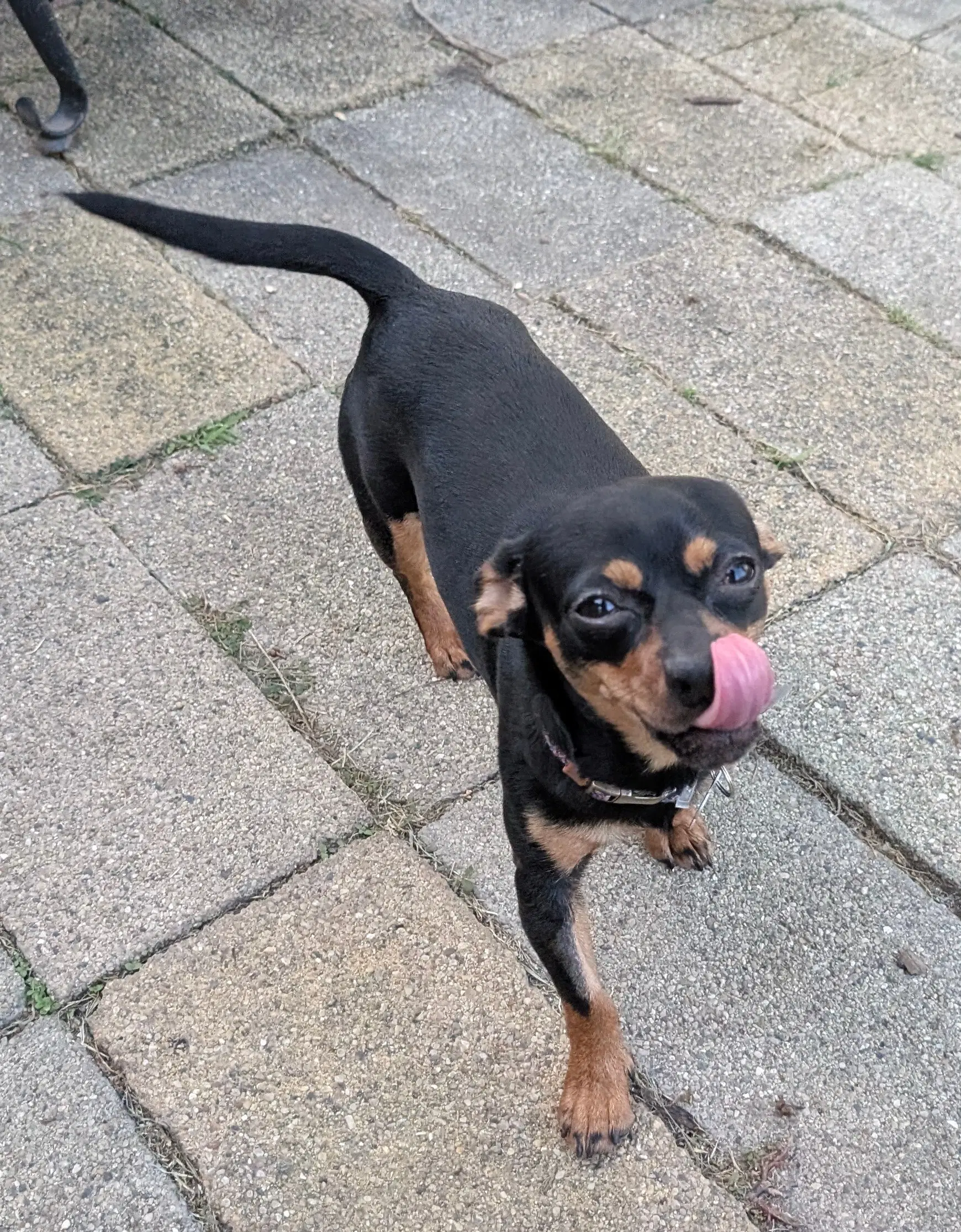 Brownie - Chihuahua