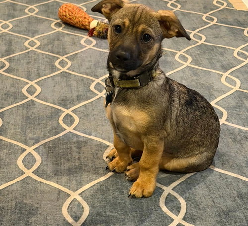 Benny, an adoptable dog