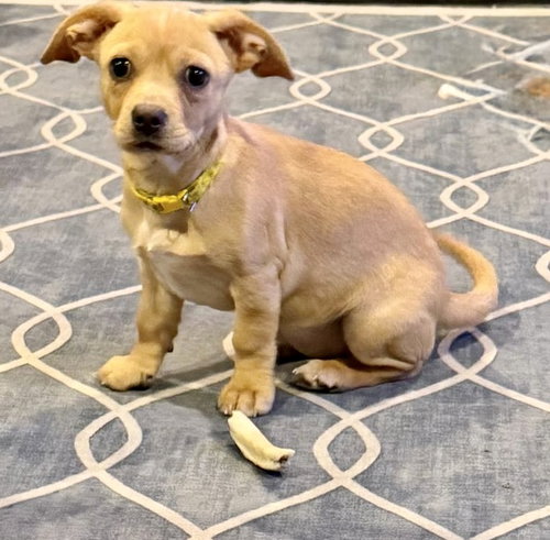 Joon, an adoptable dog