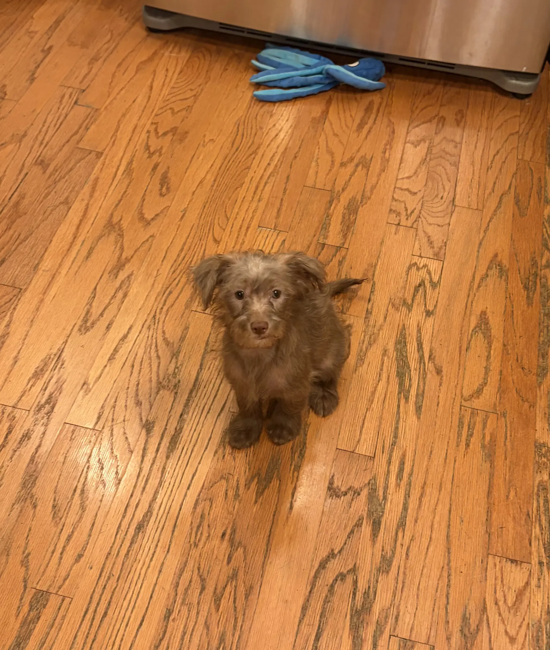 Booboo image 3