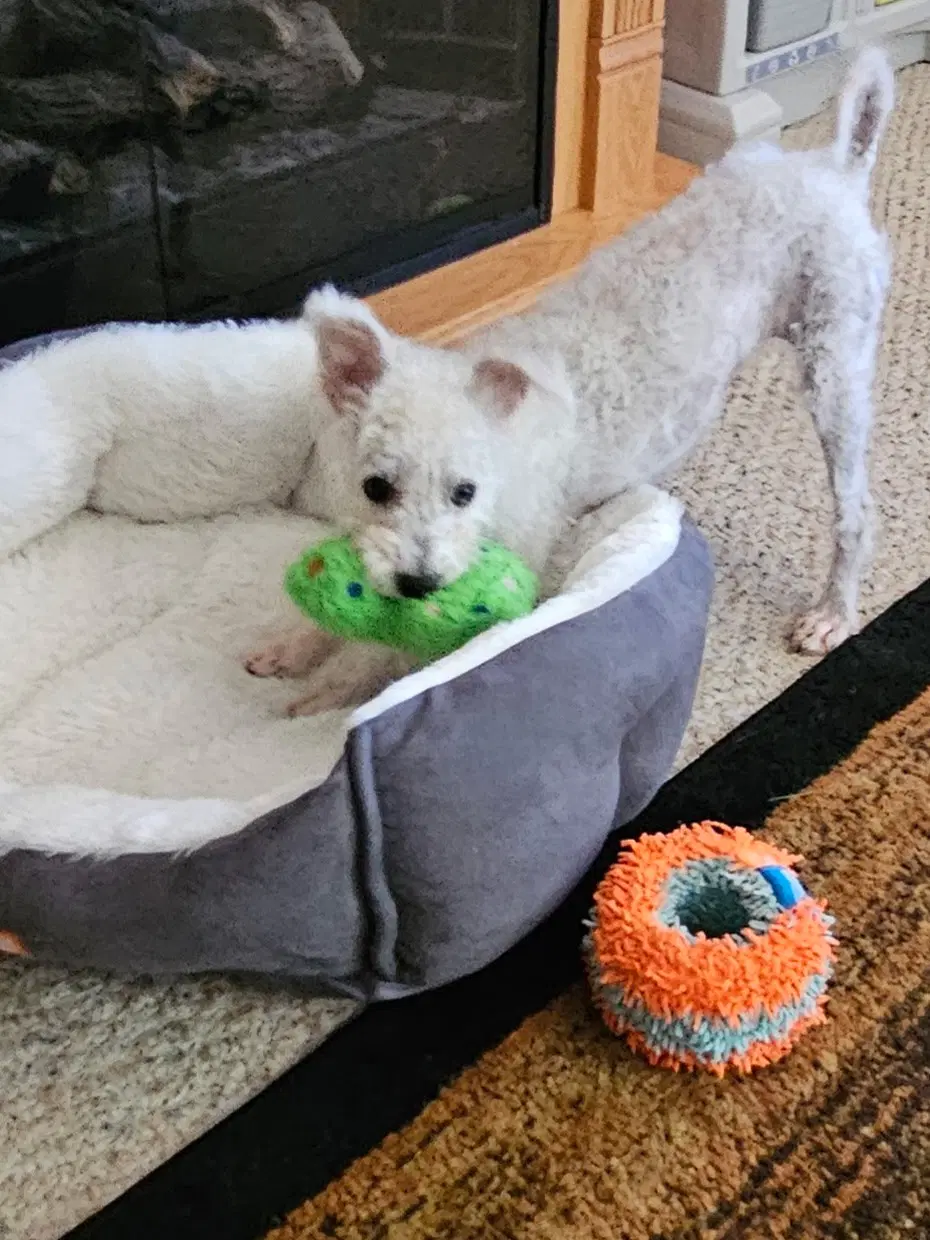 Darla image 2