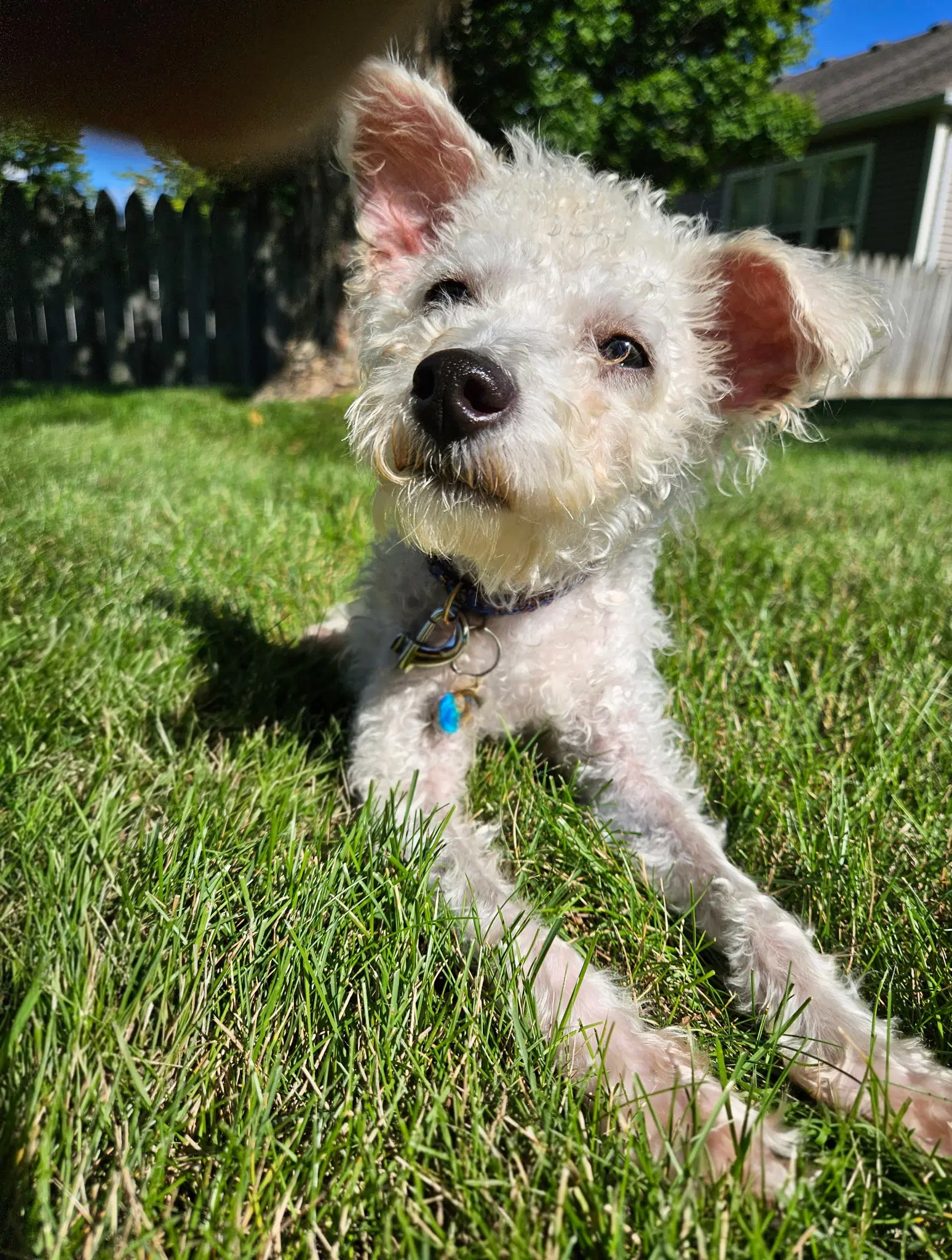 Darla image 4