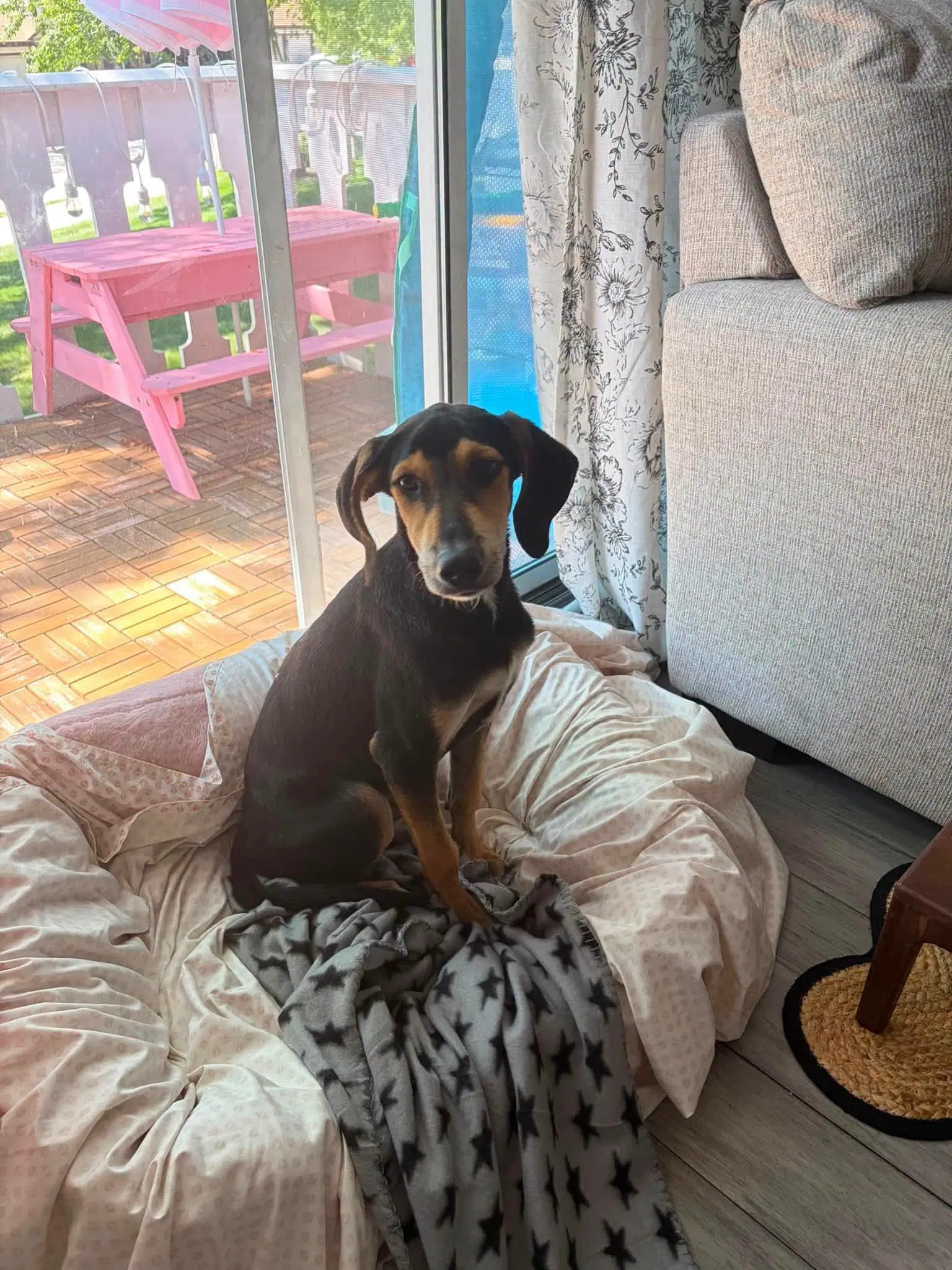 Junie - Hound