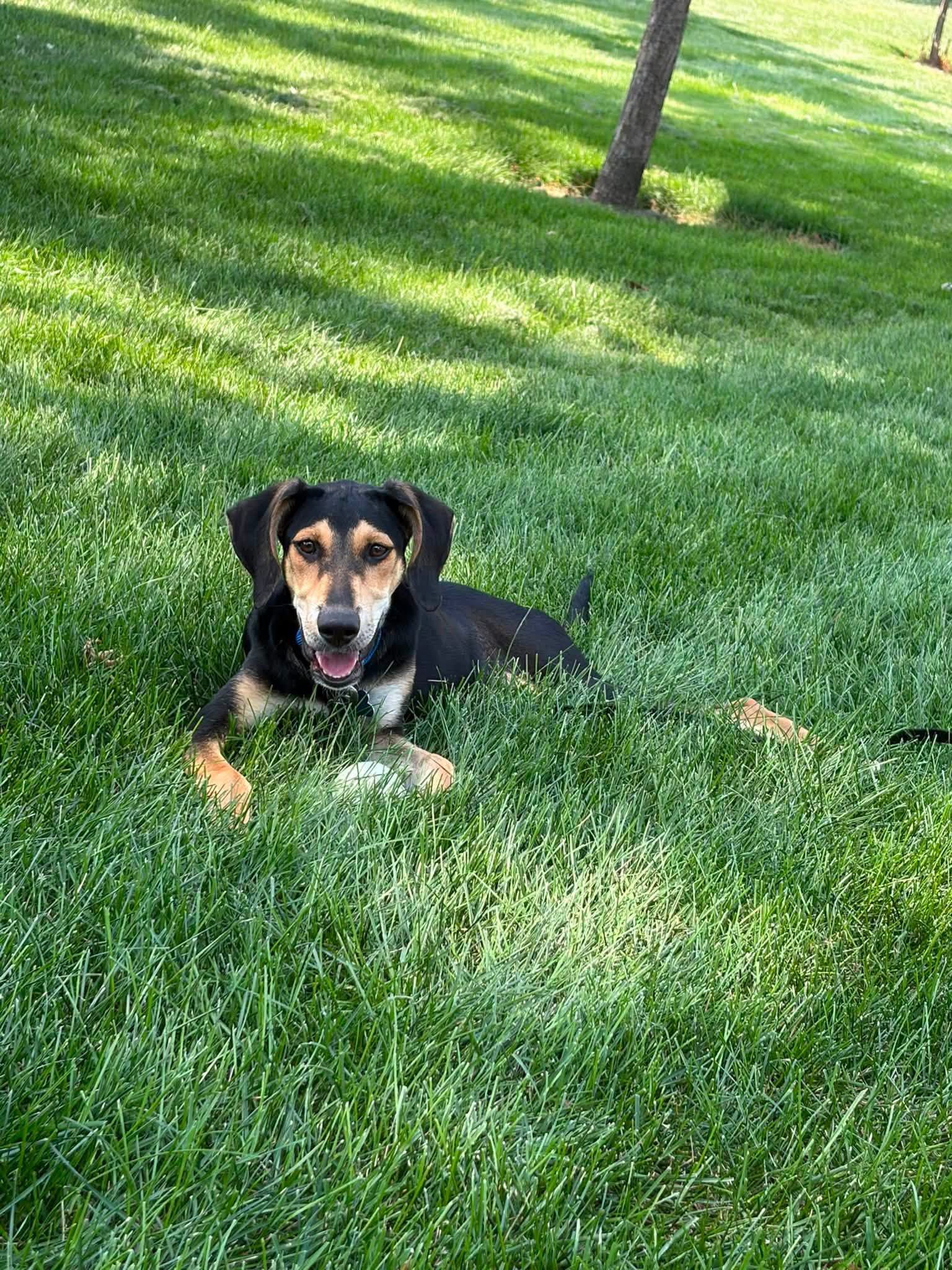 Junie image 2
