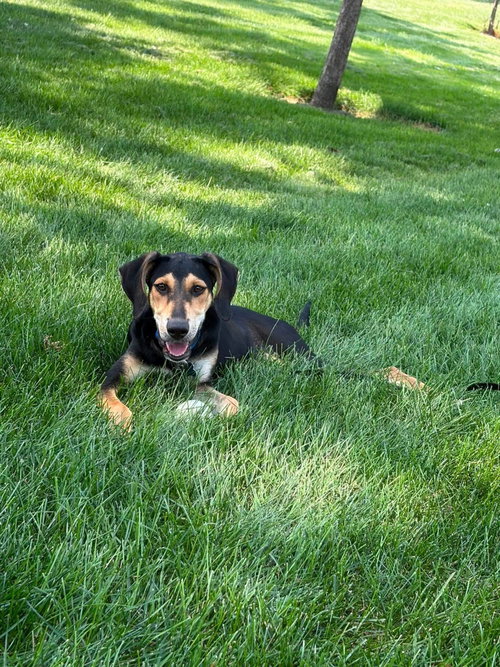 Junie photo 1