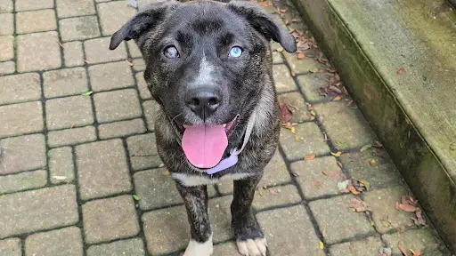 Taylor - Terrier