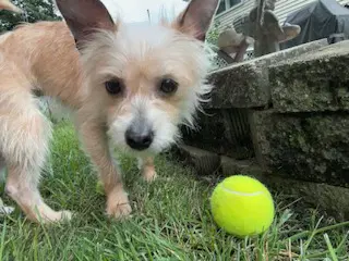 Sassy - Terrier