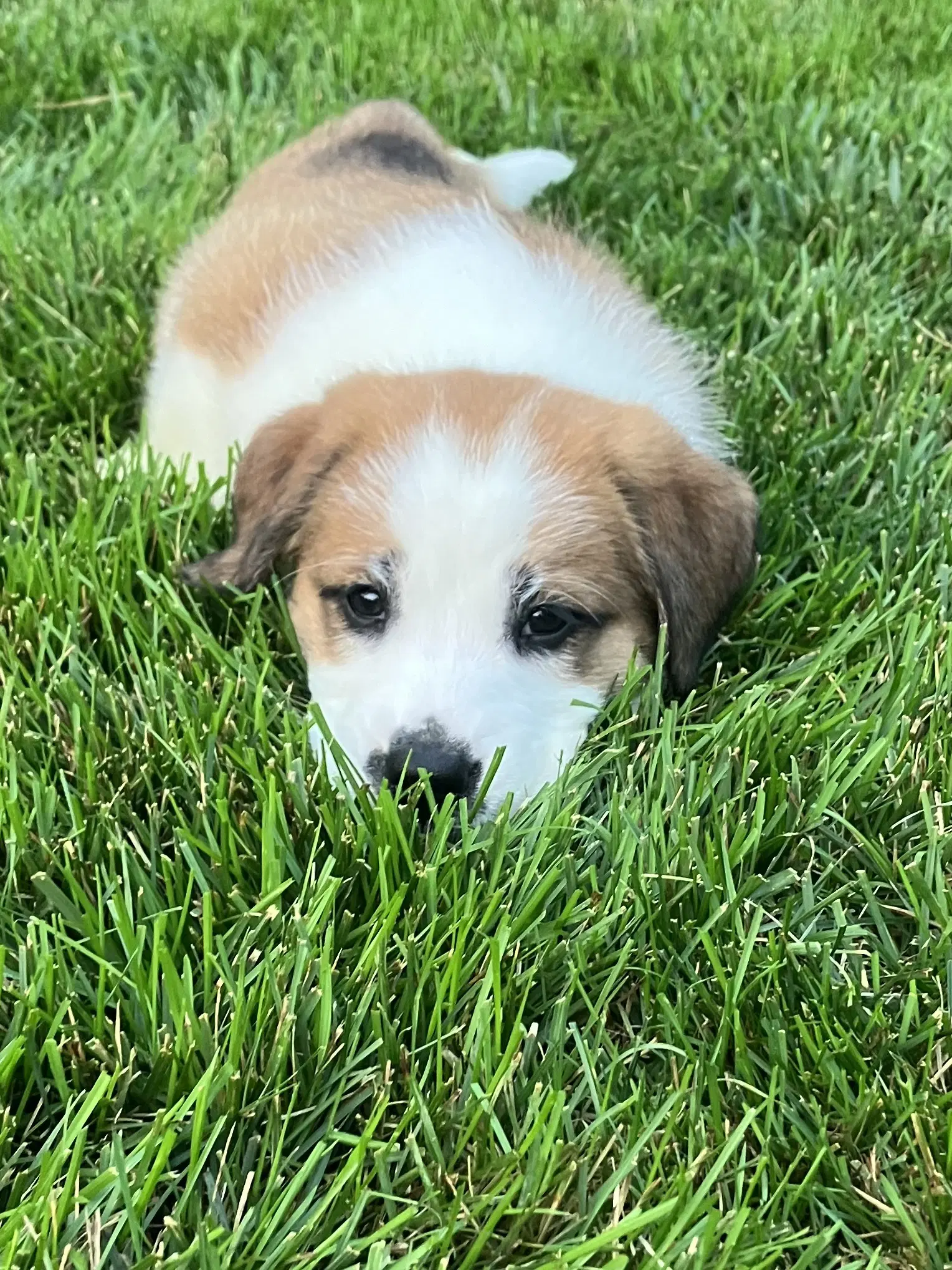 Clarebear - Great Pyrenees