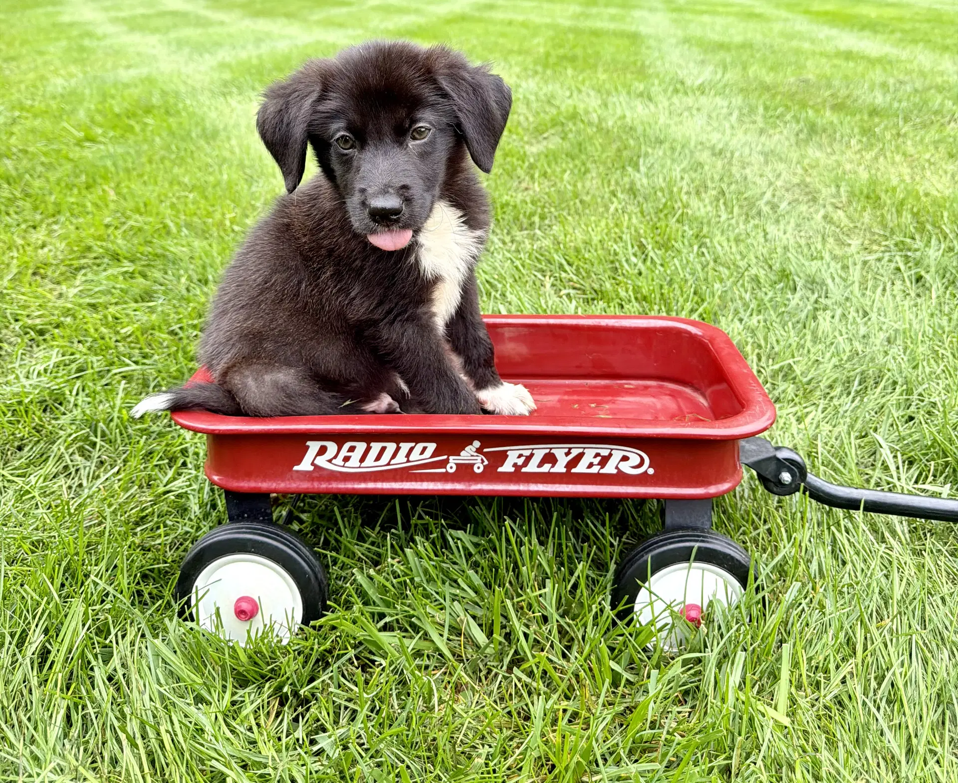 Rolo - Australian Shepherd