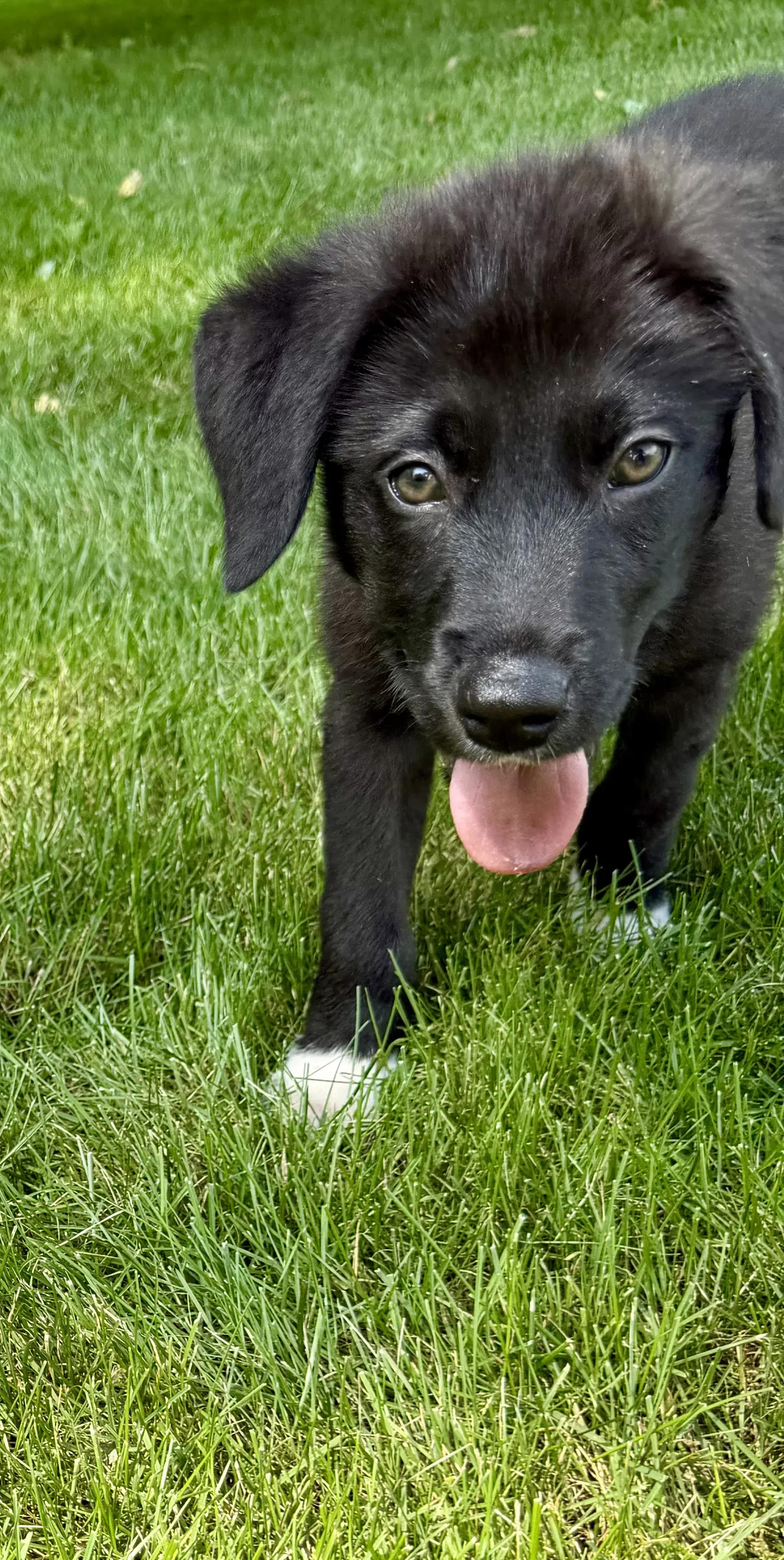 Rolo - Australian Shepherd