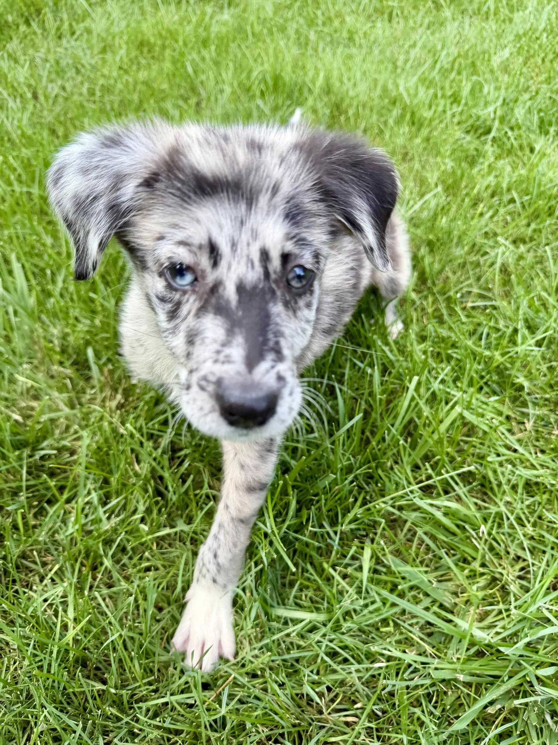 Starburst - Australian Shepherd