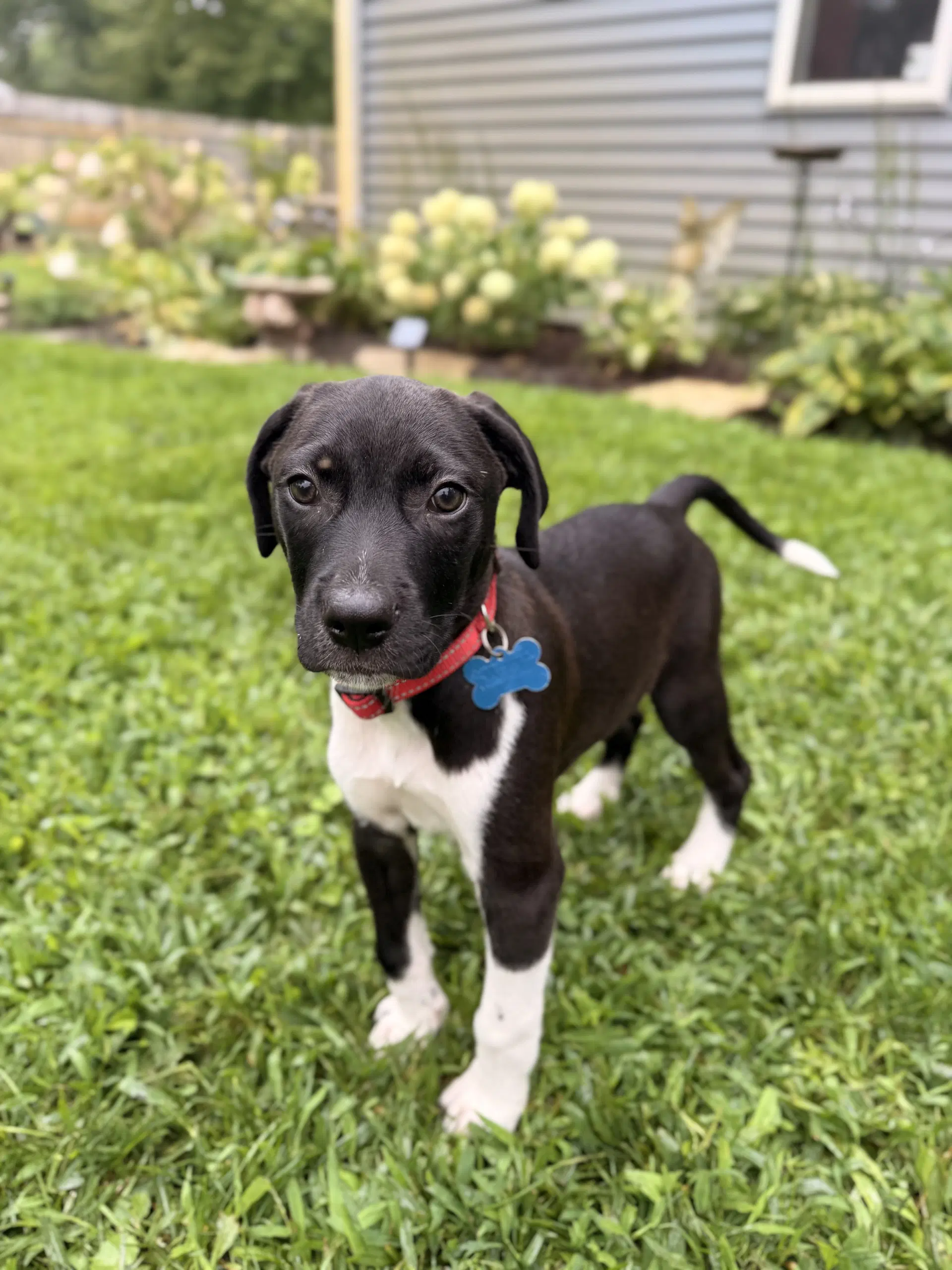 Bandit - Hound