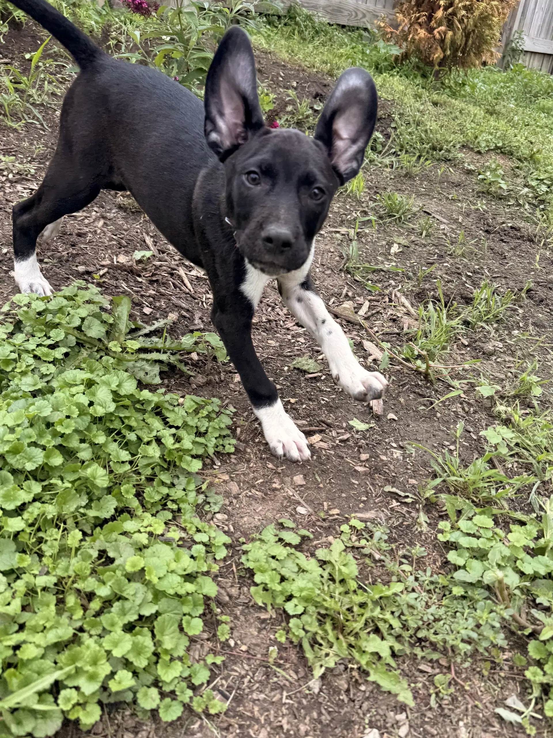Bandit image 4