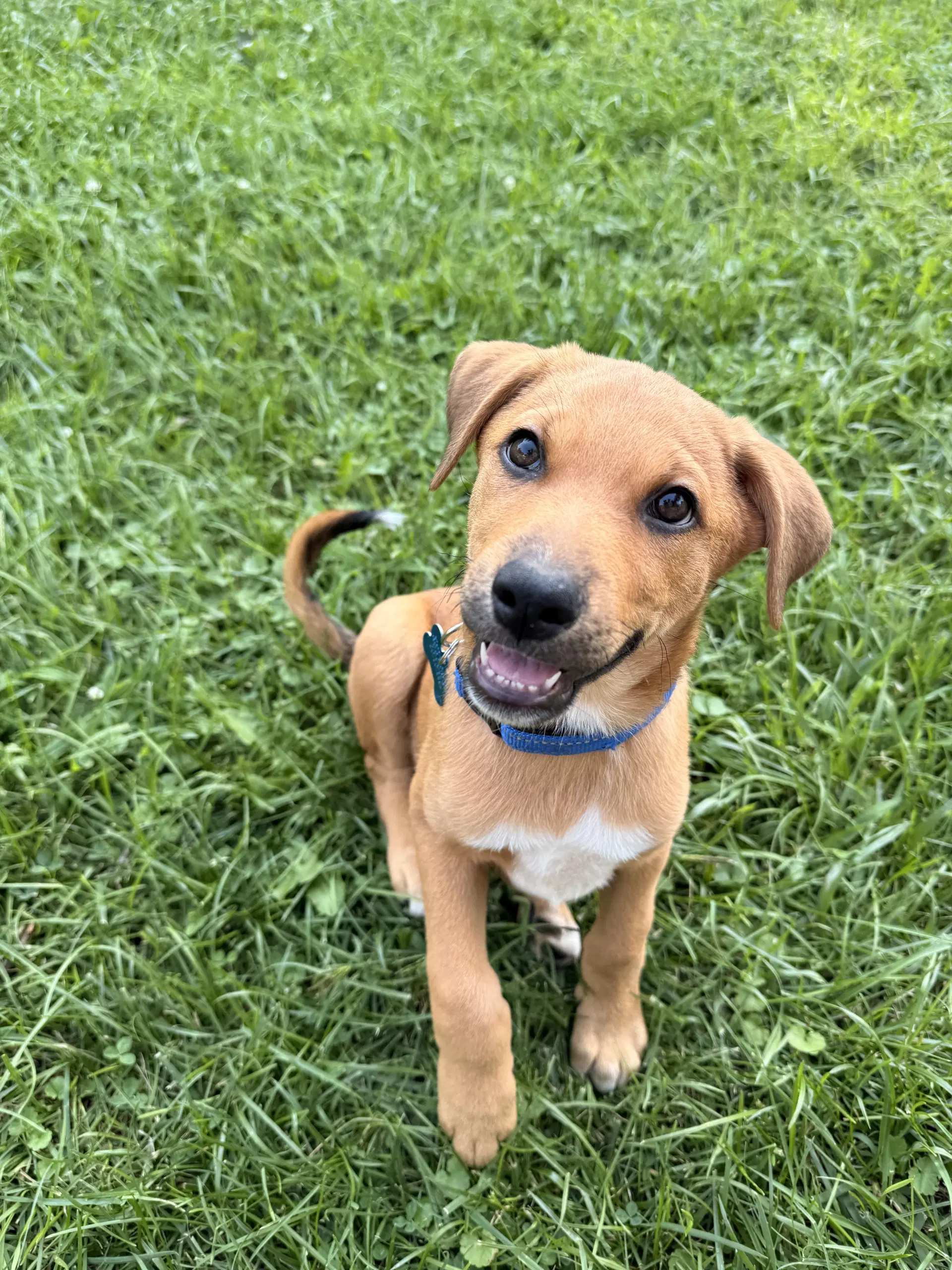 Rusty - Hound