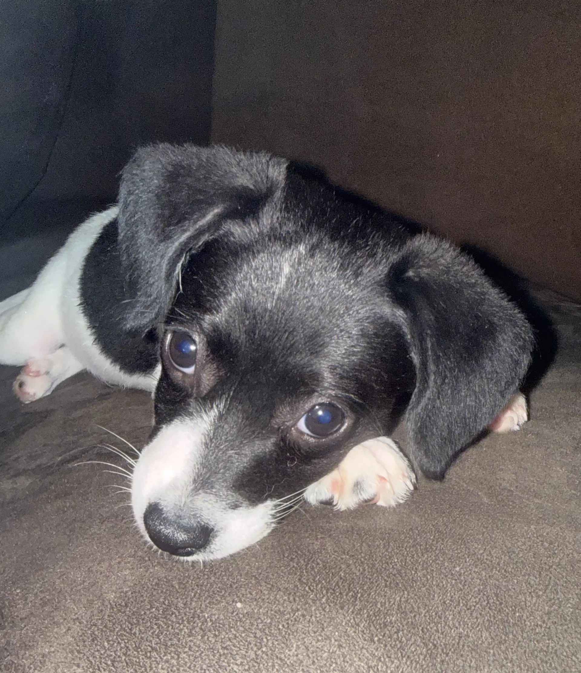 Maybel image 3