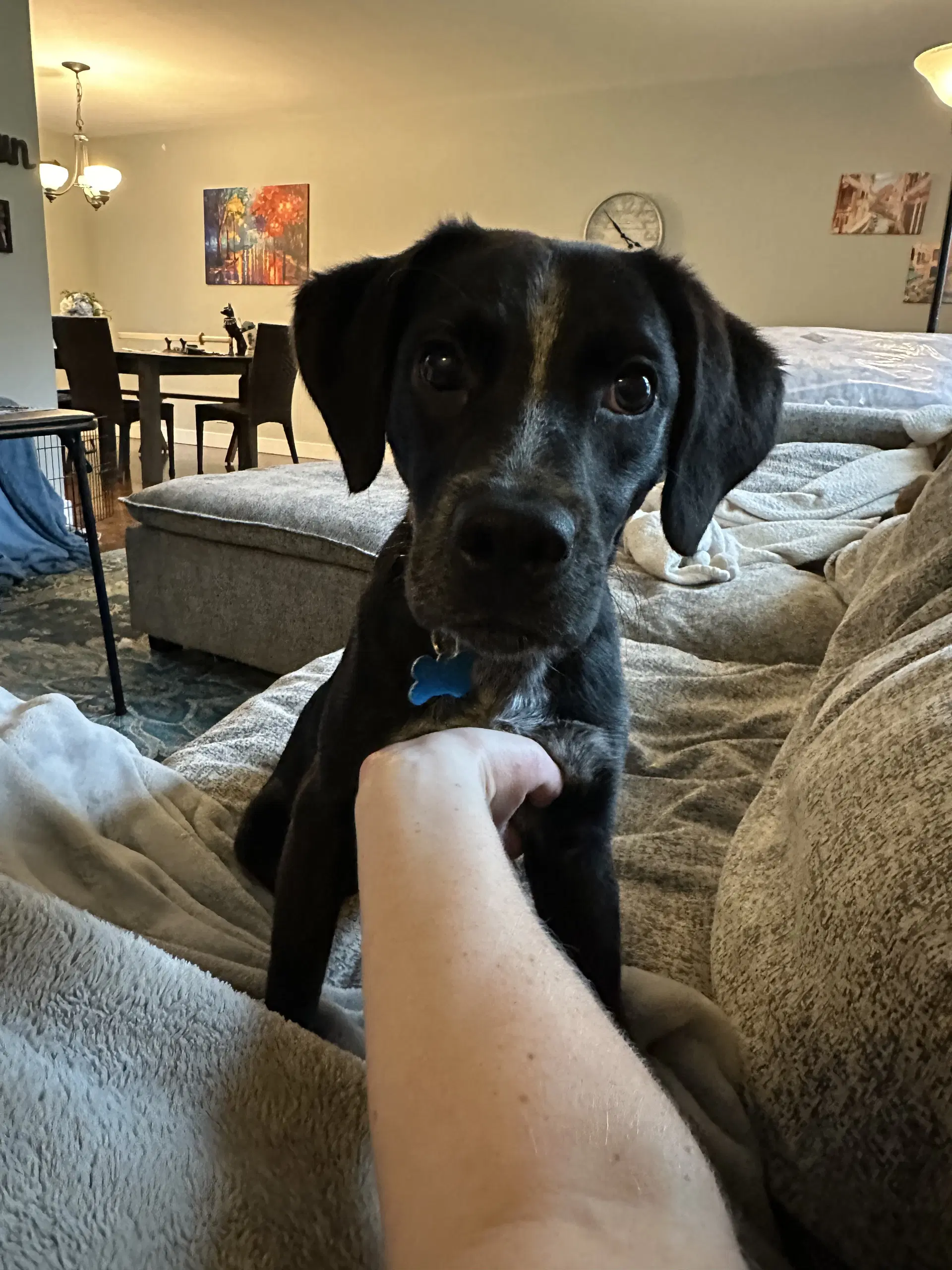 Larry - Beagle/Lab
