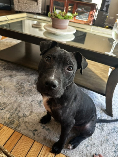 Brewer, an adoptable dog
