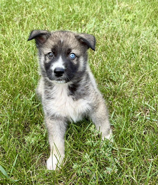 Sawyer