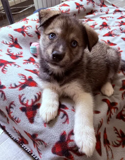 Sloane - Husky