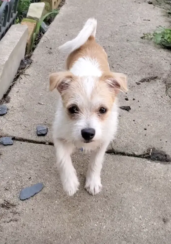 Tilly image 2