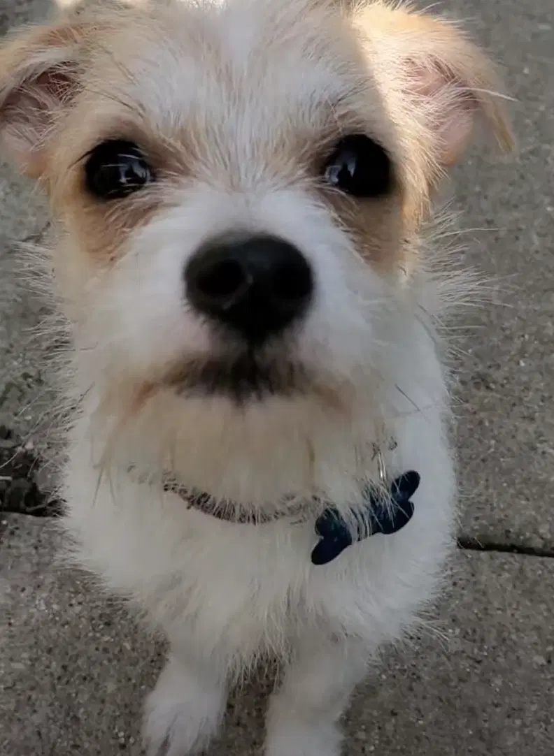 Tilly image 4