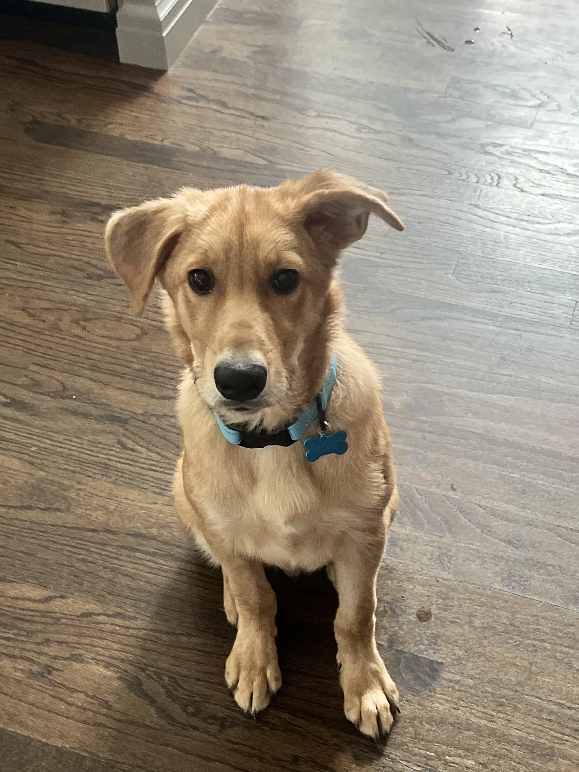 Luke - Golden Retriever