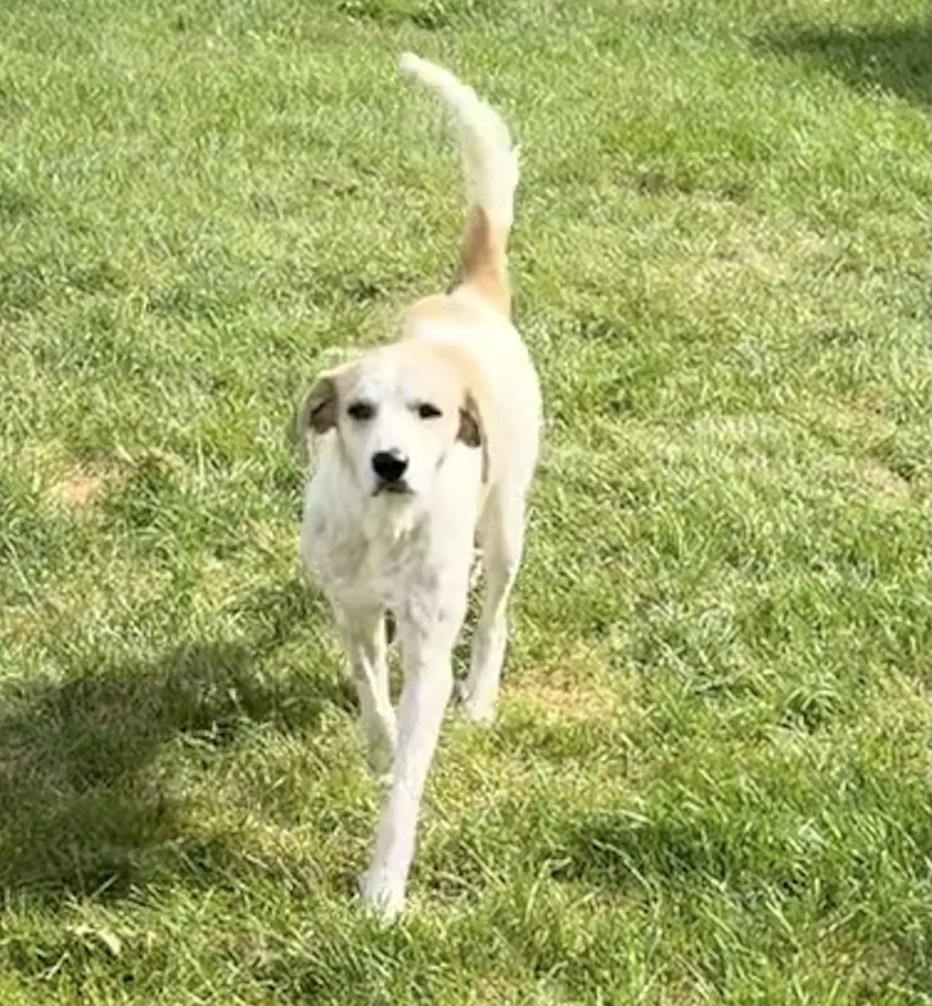 Gus image 2