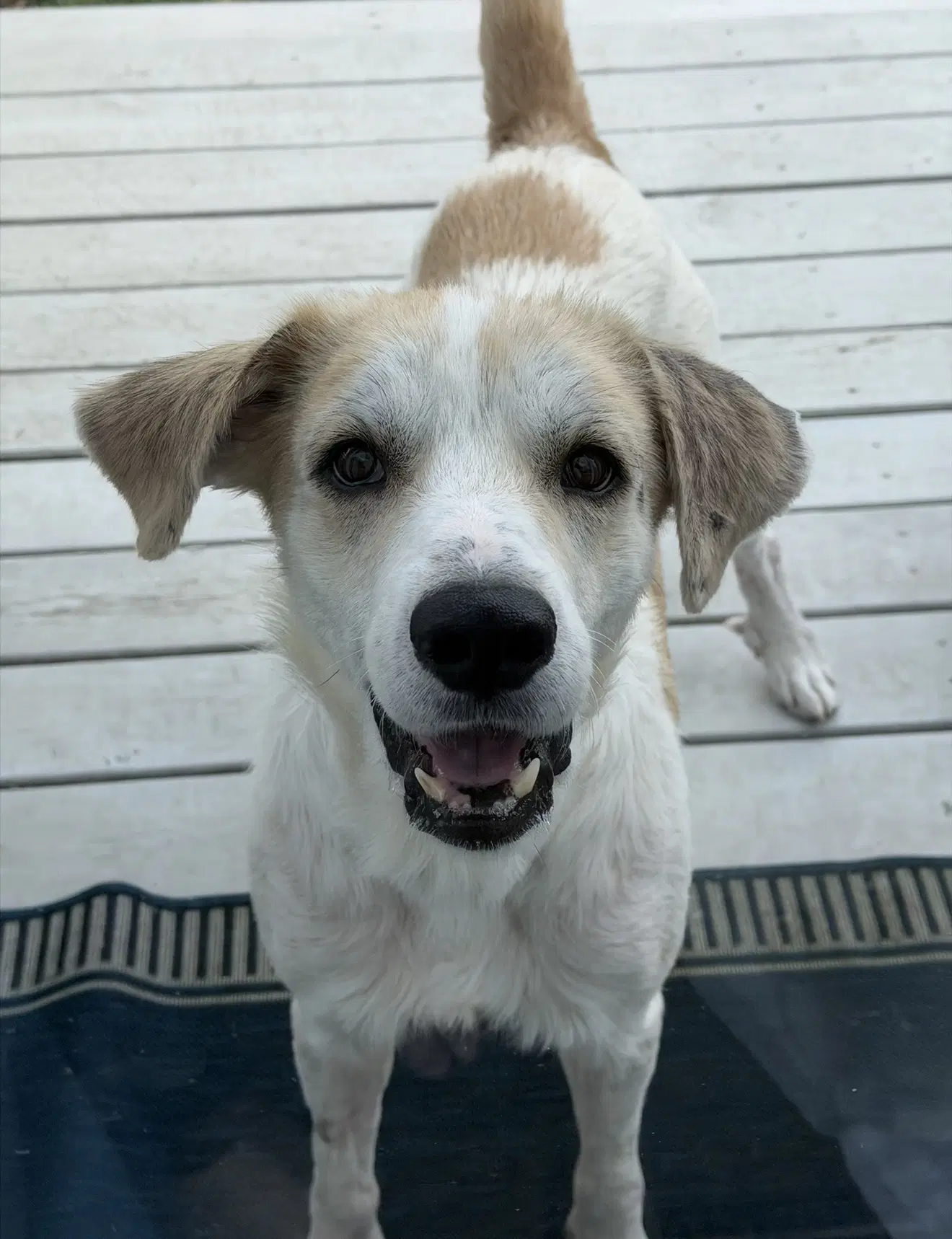 Gus image 3
