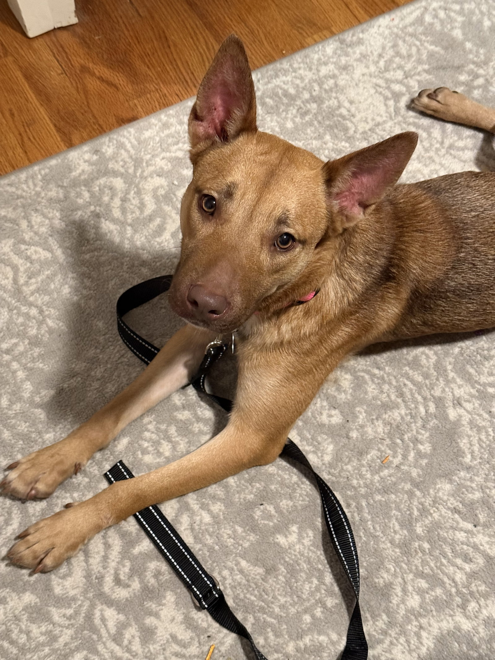 Hazel