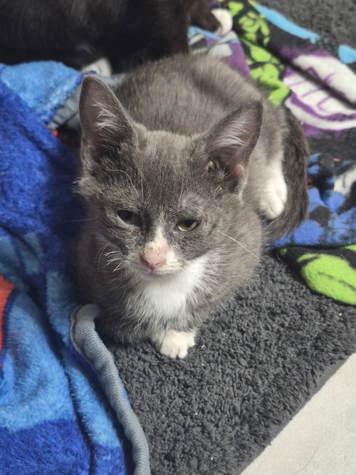 Gray, a cat for adoption from Starfish Animal Rescue