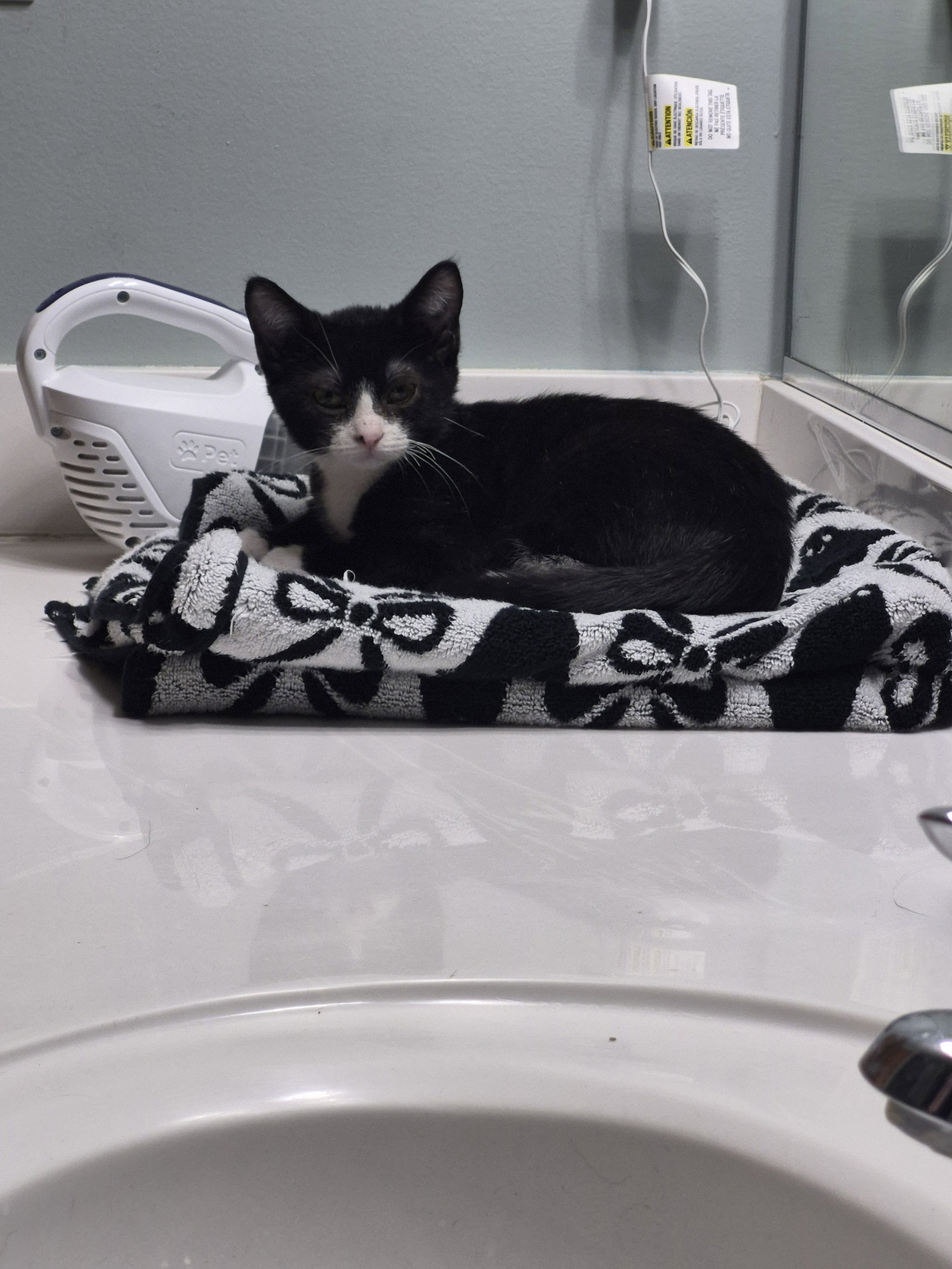 Tux, photo 2