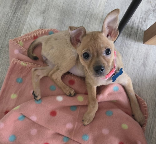 Pecan, an adoptable dog